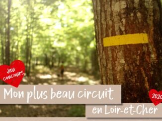 photo d'une forêt avec un tronc d'arbre en premier plan