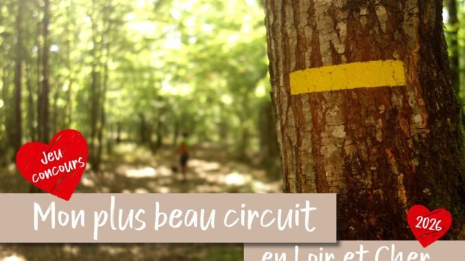 photo d'une forêt avec un tronc d'arbre en premier plan