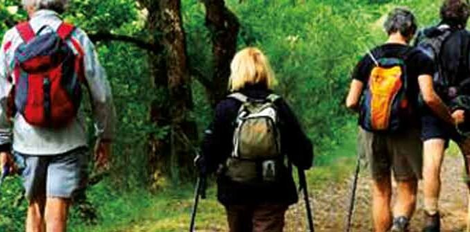 photo de randonneurs dans une forêt prise de dos